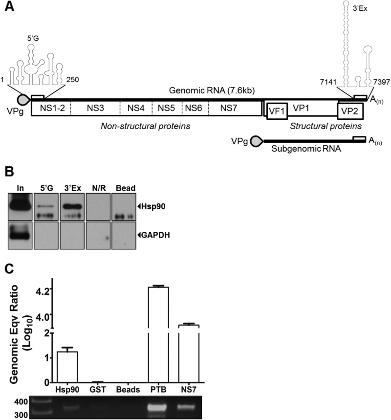 FIG 1