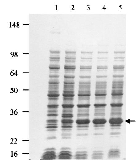 FIG. 3.