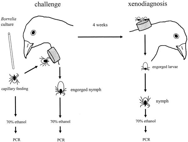 FIG. 1.