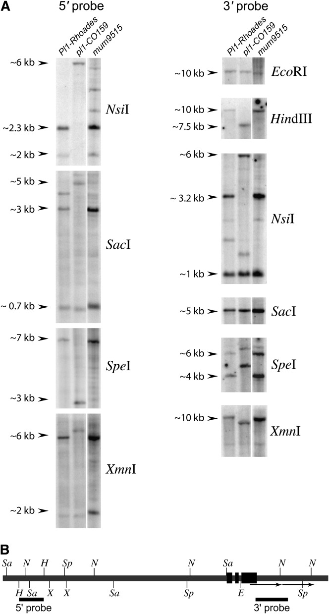 Figure 1.—