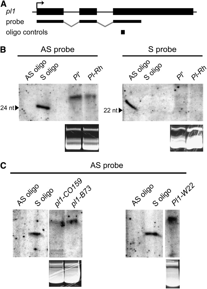 Figure 5.—