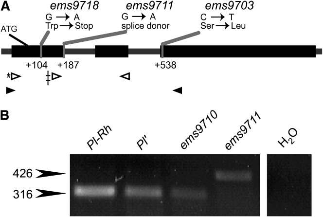 Figure 2.—