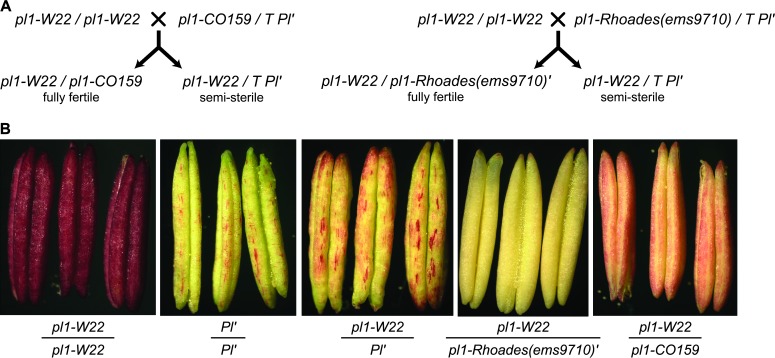 Figure 4.—