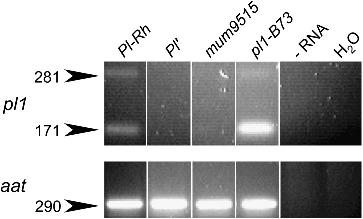 Figure 3.—