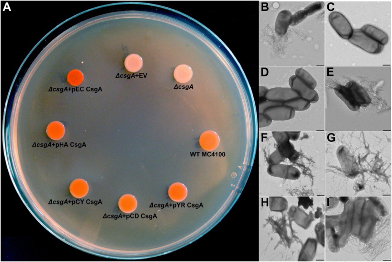 Figure 2