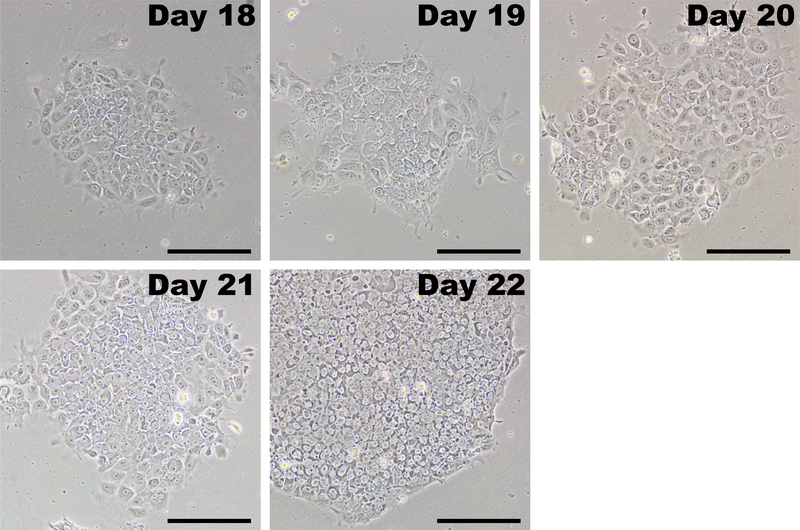 Figure 5: