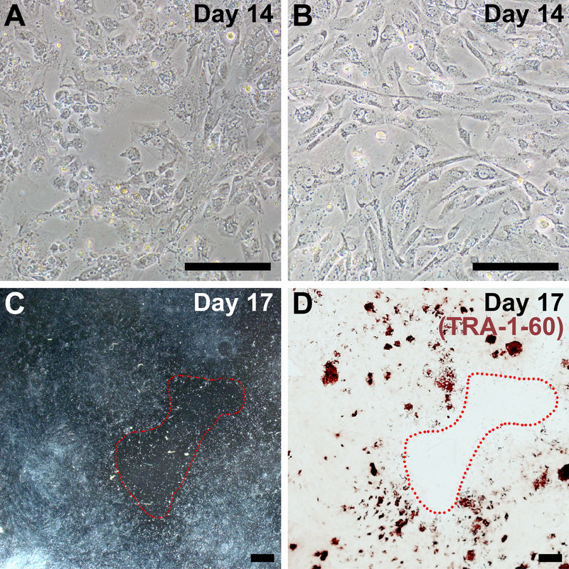 Figure 4: