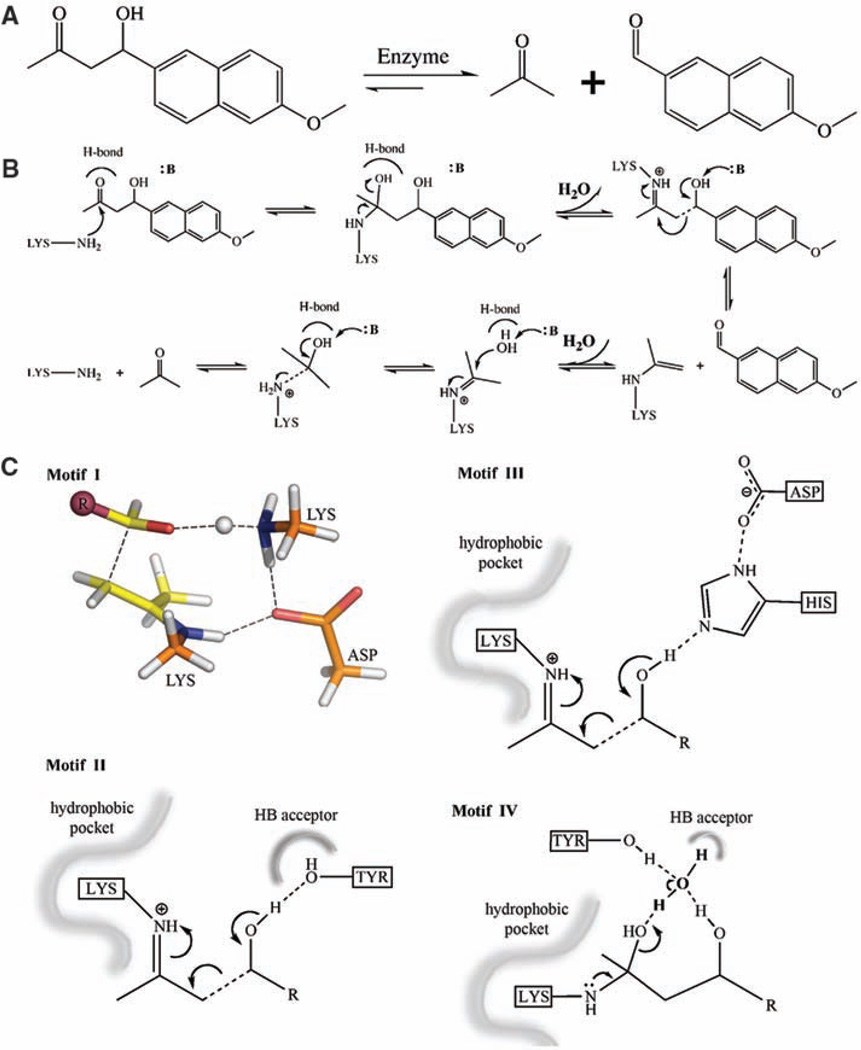 De Novo Computational Design of Retro-Aldol Enzymes - PMC