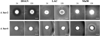 FIGURE 3