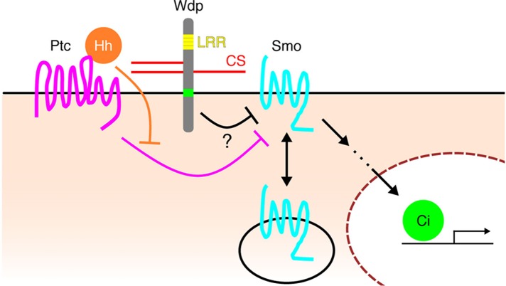 FIGURE 7: