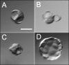 FIG. 2.