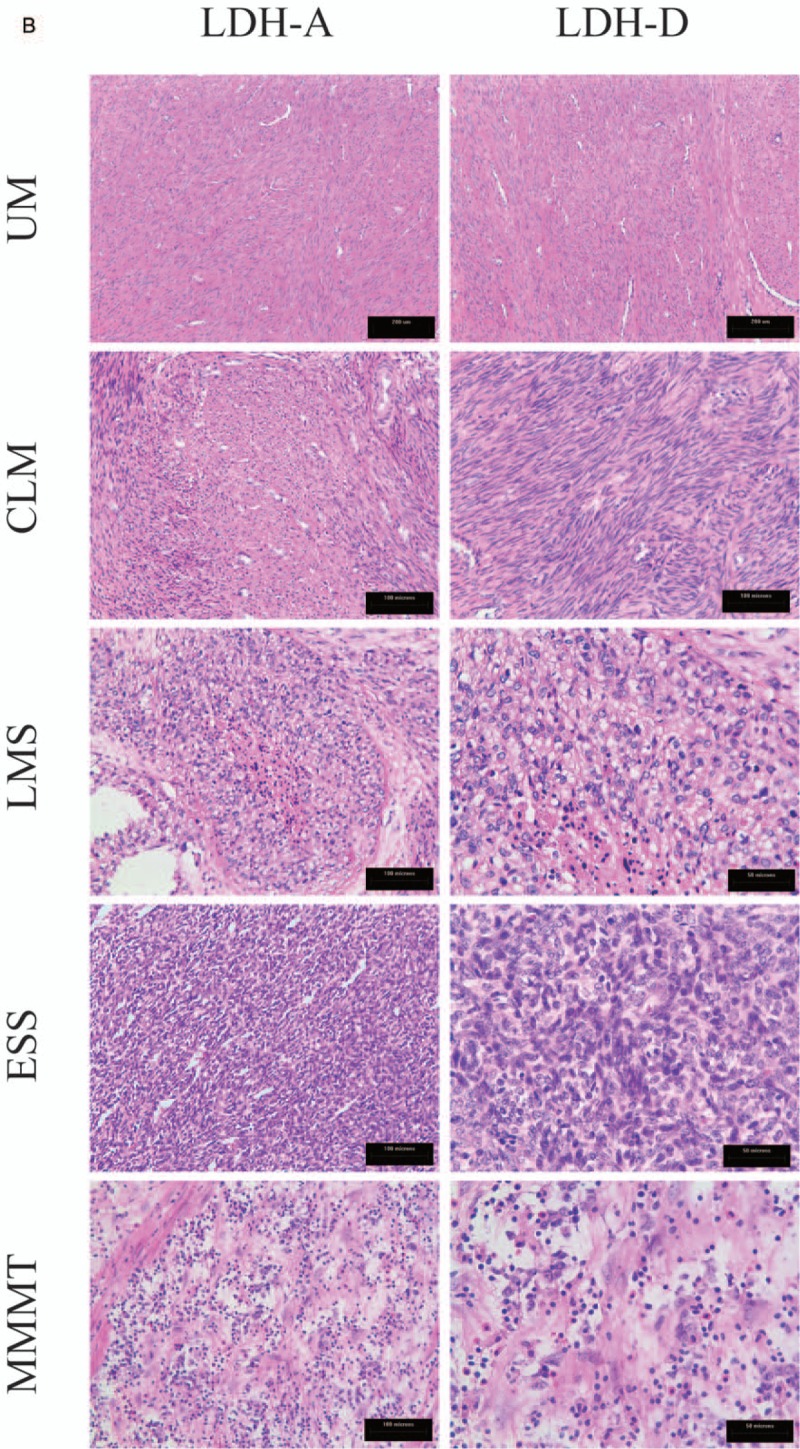 Figure 2 (Continued)