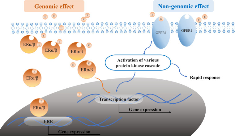 Figure 5