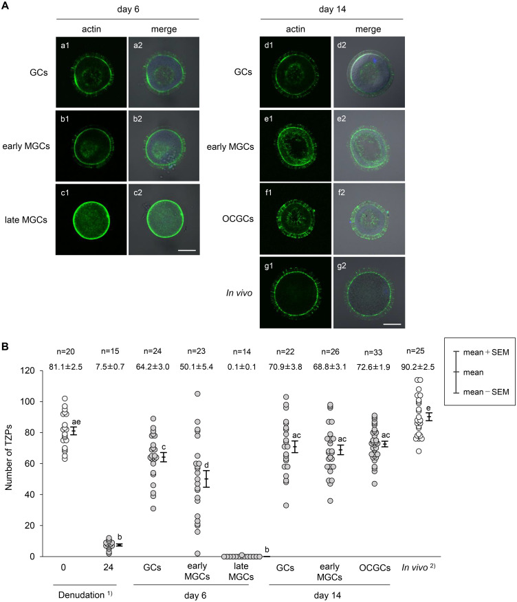 Change In The Ability Of Bovine Granulosa Cells To Elongate Transzonal 