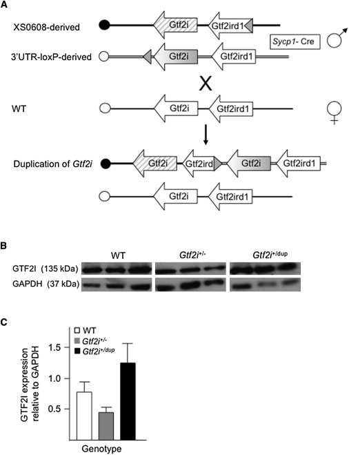 Figure 1