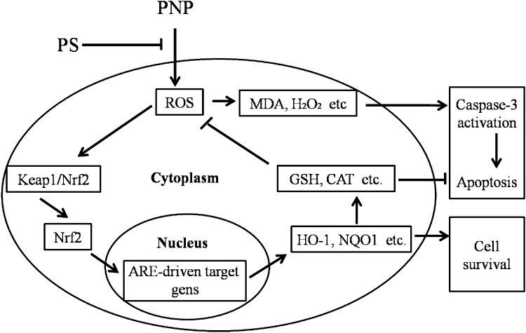 Fig. 8