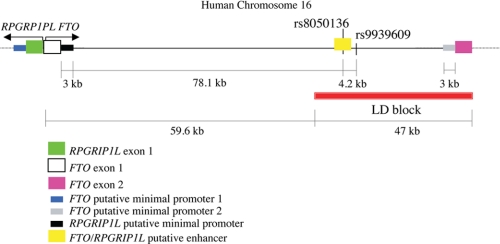 FIGURE 1.