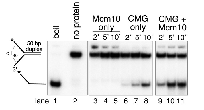 Figure 2—figure supplement 1.