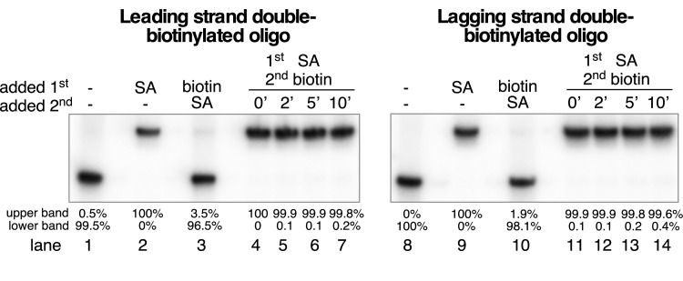 Figure 6—figure supplement 1.