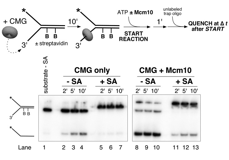 Figure 5—figure supplement 1.