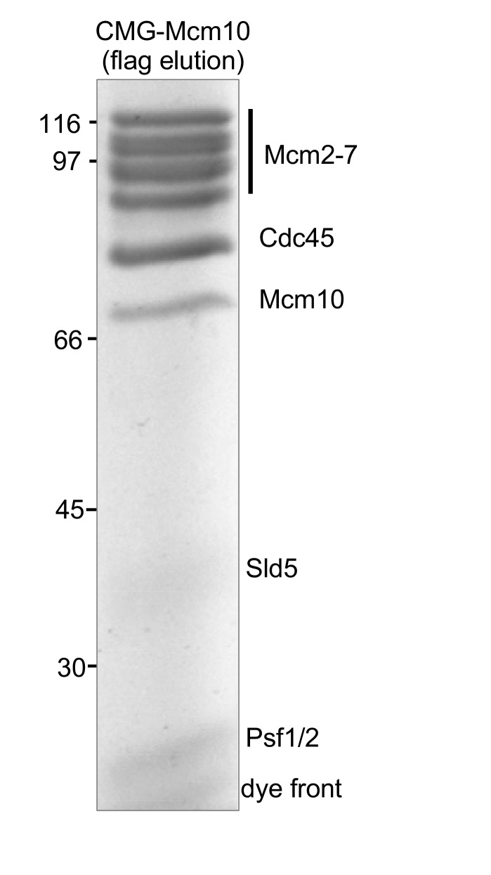 Figure 2—figure supplement 3.