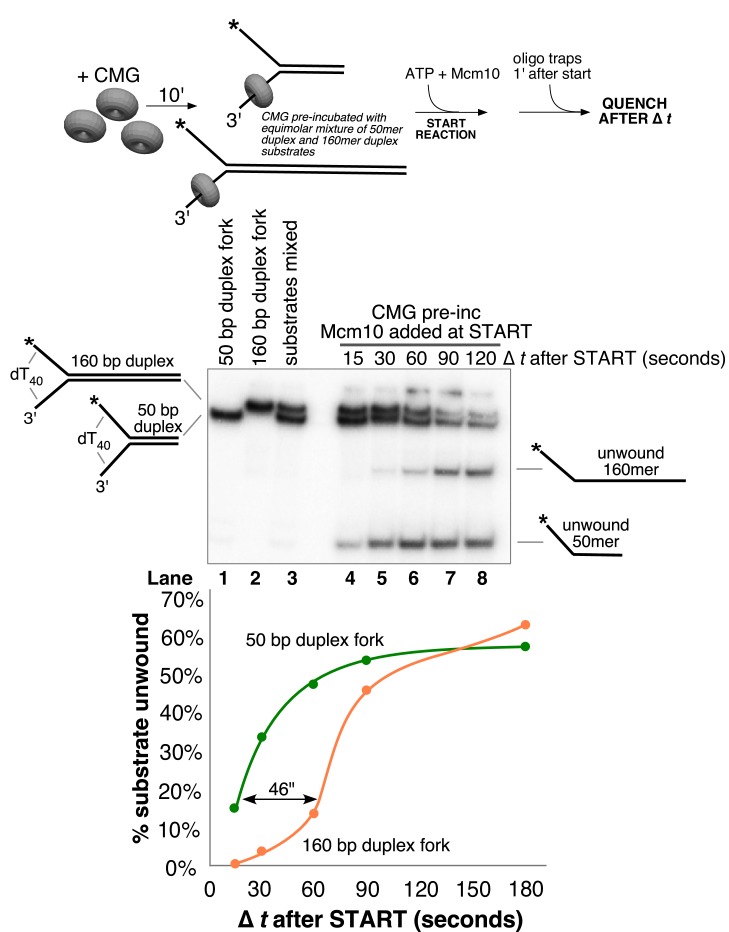 Figure 3—figure supplement 1.