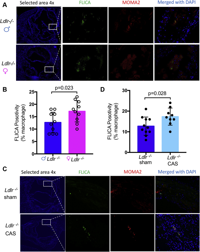 Figure 6