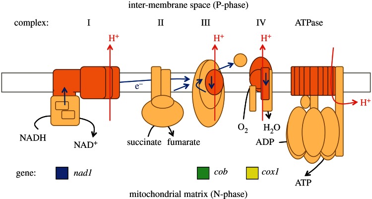 Figure 1.