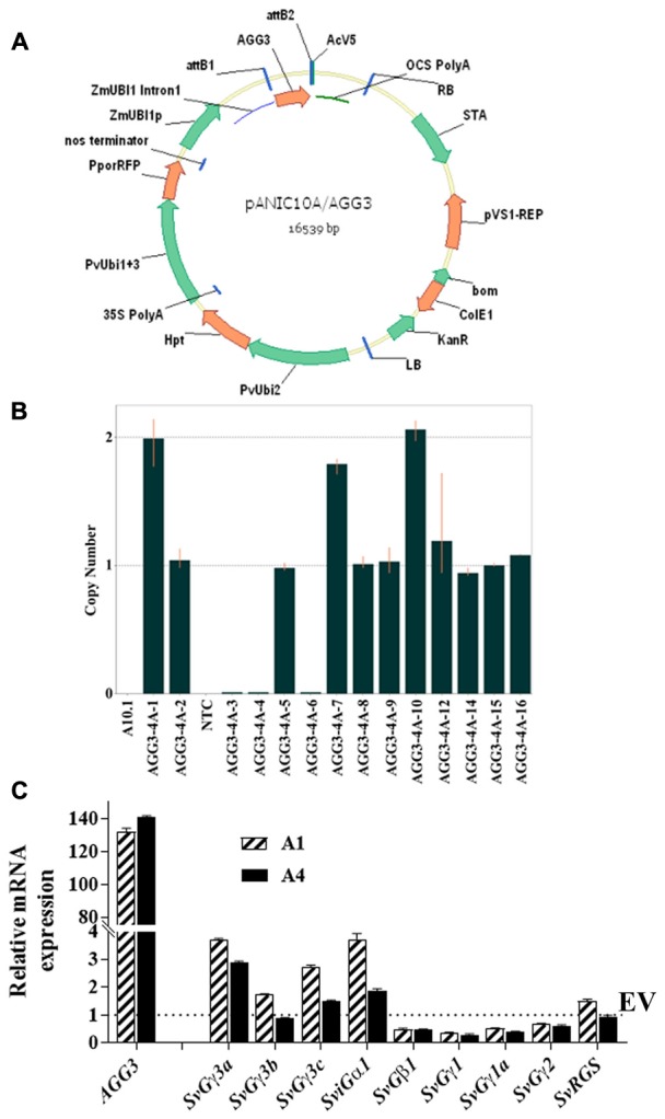 FIGURE 1