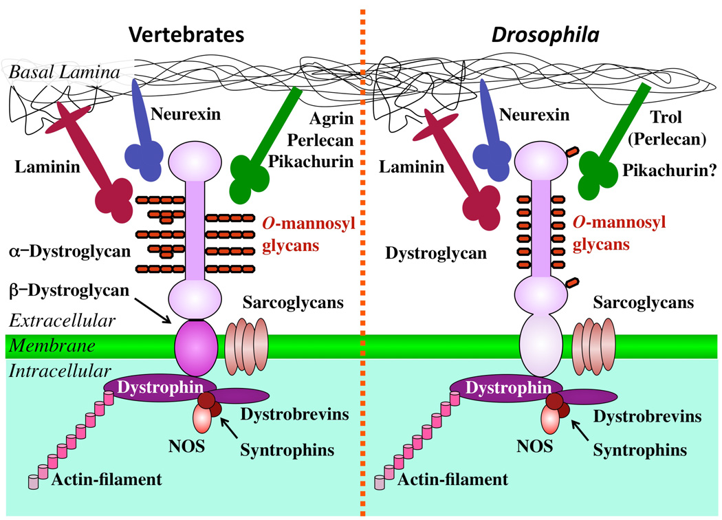 Protein O-mannosylation In Animal Development And Physiology: From 