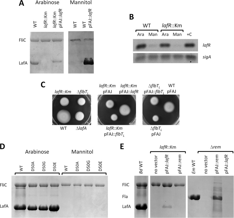 FIG 1