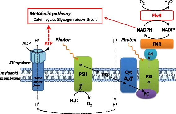 Figure 7