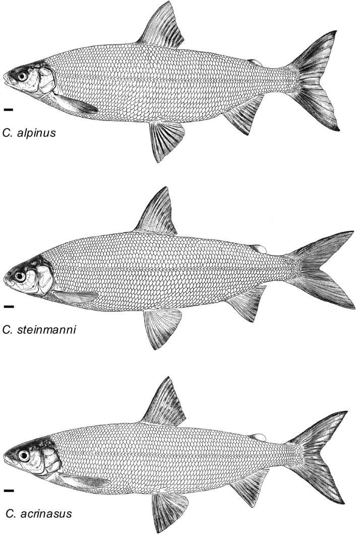 Figure 12.