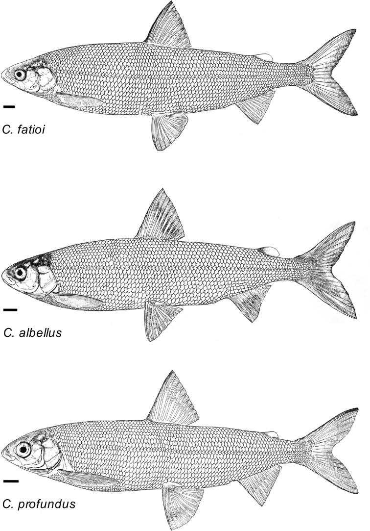 Figure 12.