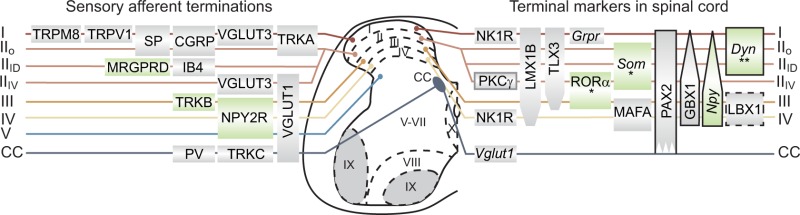 Box 1. Expression of terminal markers in the spinal cord