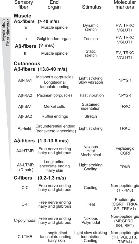 Box 2. Major classes of primary sensory neurons