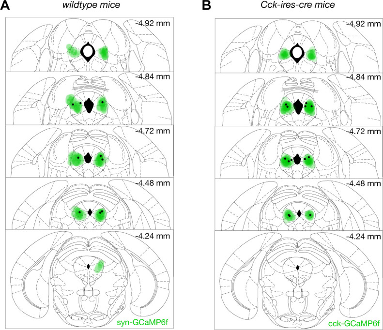 Figure 8—figure supplement 1.