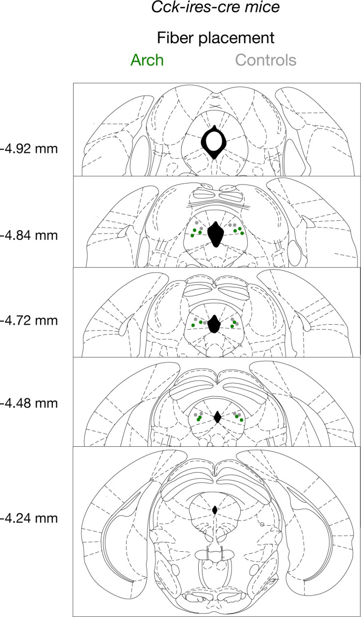 Figure 5—figure supplement 1.