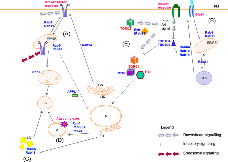 Fig. 2