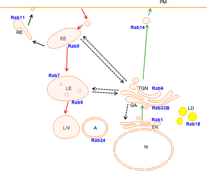 Fig. 1