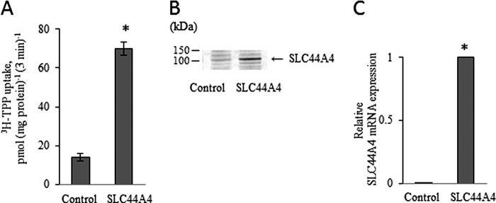 FIGURE 1.