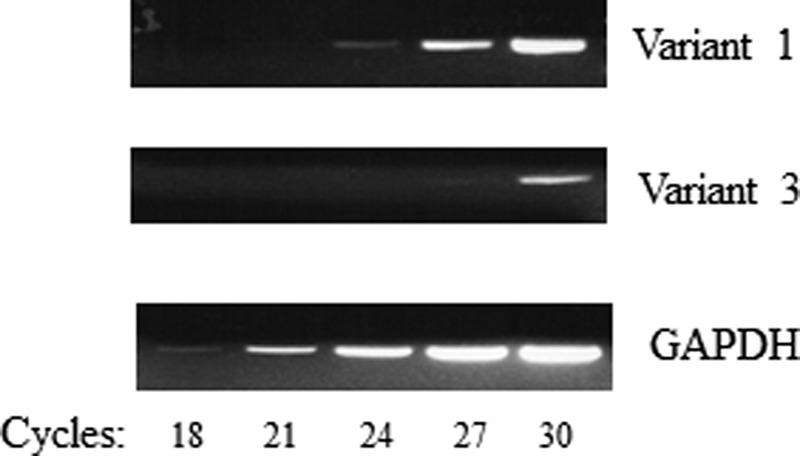 FIGURE 9.