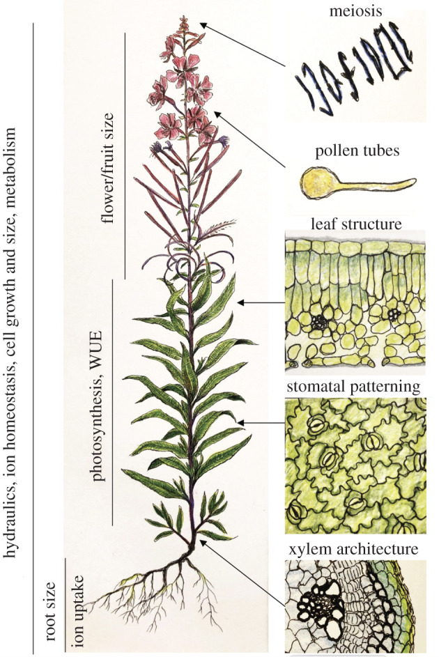 Figure 1.