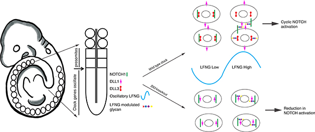 graphic file with name nihms-1864366-f0008.jpg