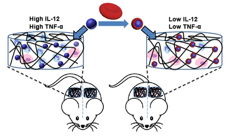 graphic file with name nihms-1007665-f0007.jpg