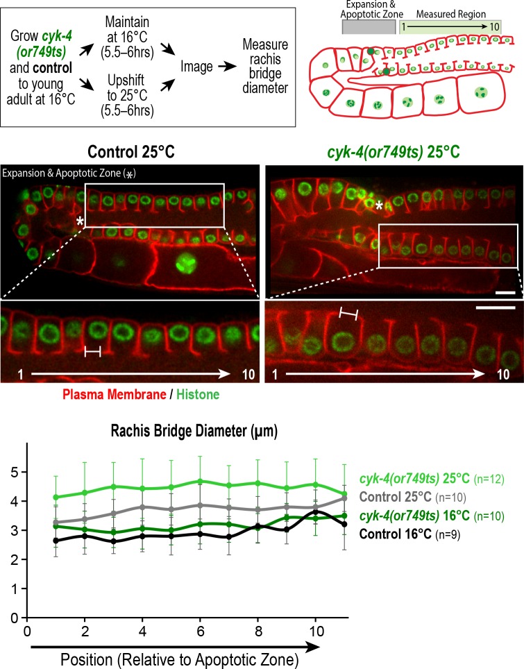 Figure 4—figure supplement 2.