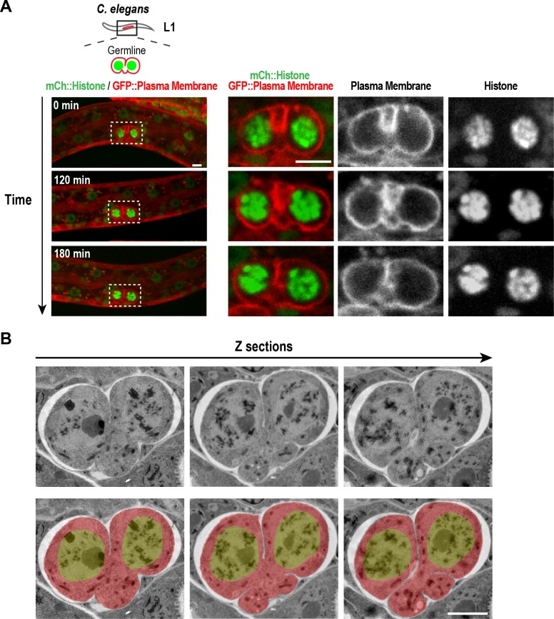 Figure 1—figure supplement 2.