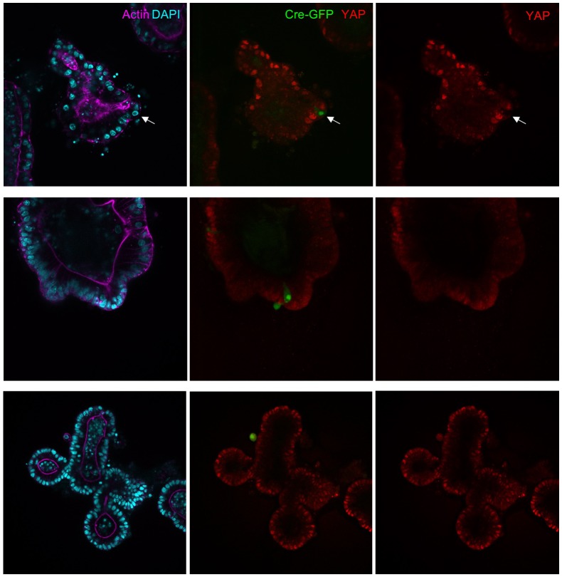 Figure 5—figure supplement 2.