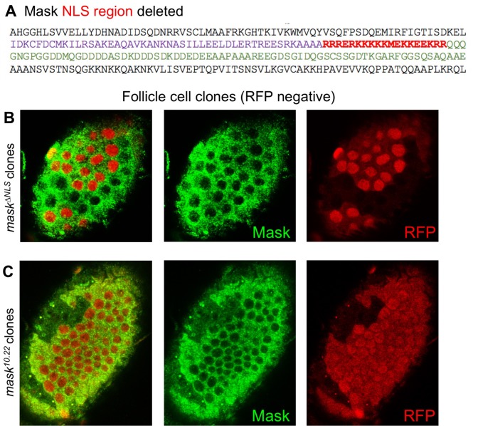 Figure 2—figure supplement 1.