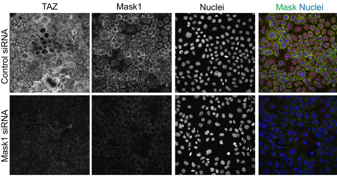 Figure 5—figure supplement 3.